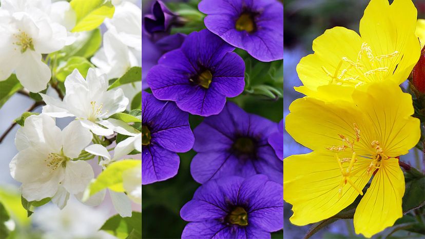 Can You Correctly Spell the Names of These Flowers?