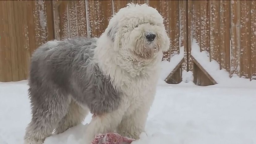 Old English Sheepdog