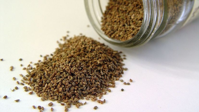 22 Celery_seed