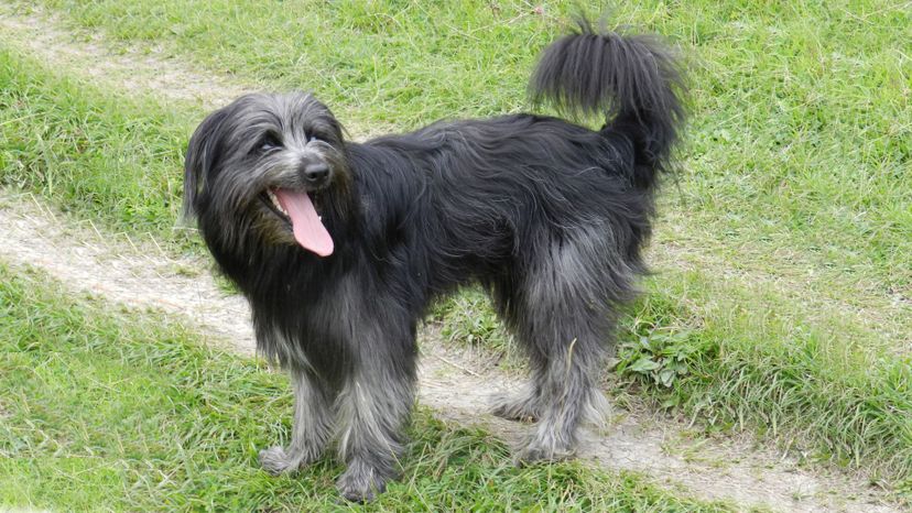 Pyrenean Shepherd