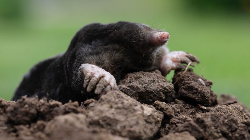 Mole