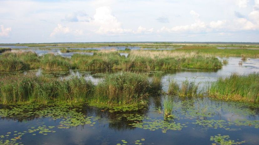 Wetlands