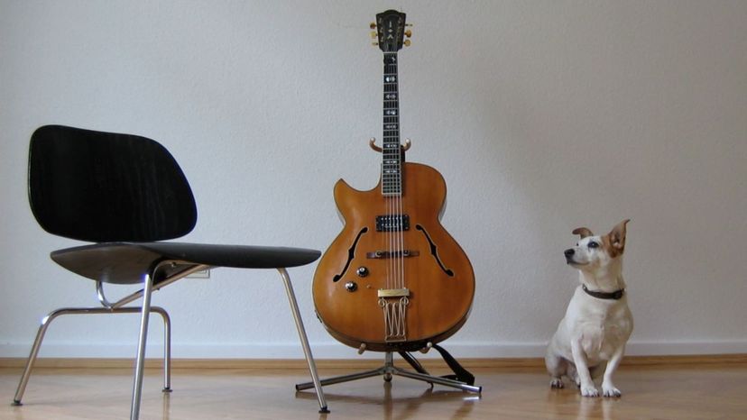 Answer Some Questions About Your Dog and We'll Tell You What Type of Music They Rock Out to While You're Away