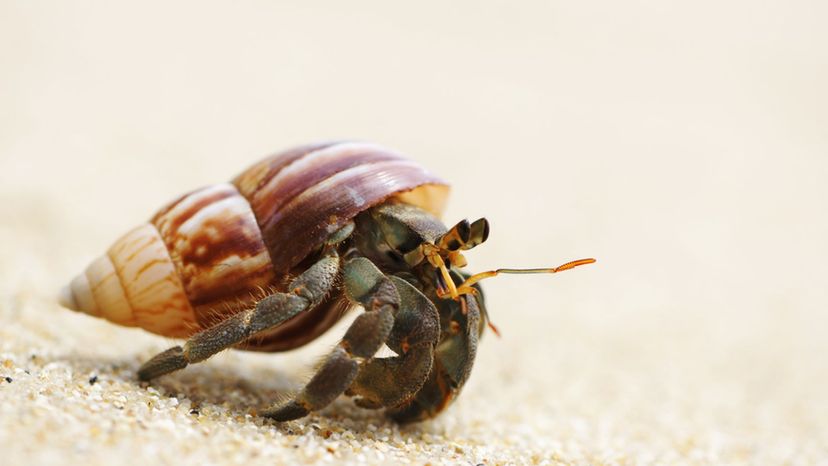 hermit crab