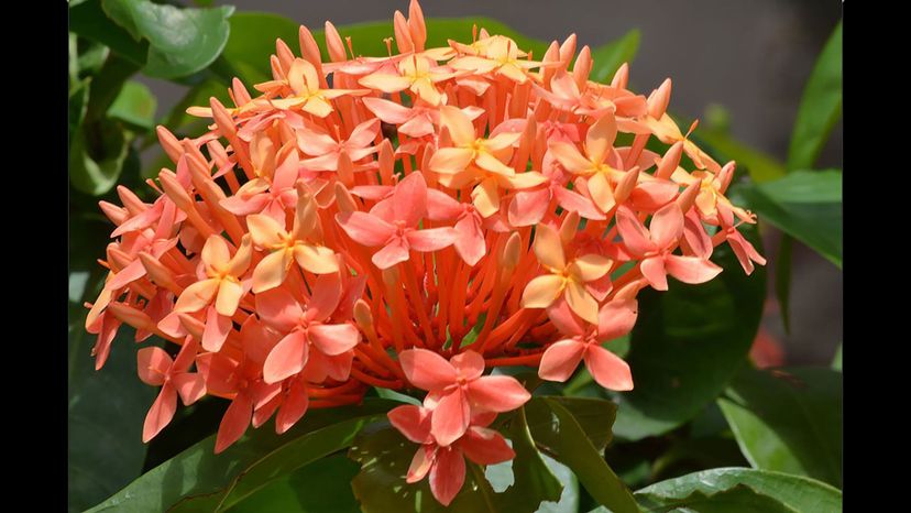 Ixora