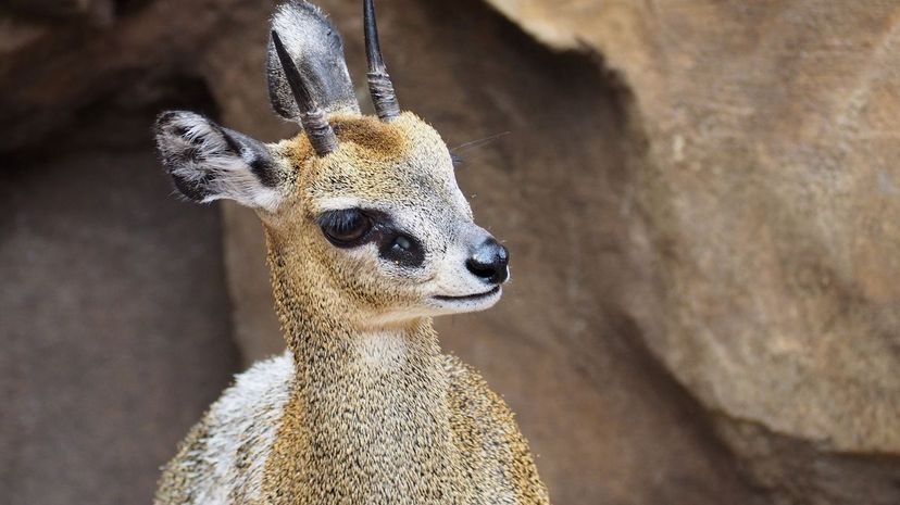 Klipspringer