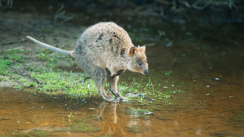 Quokka