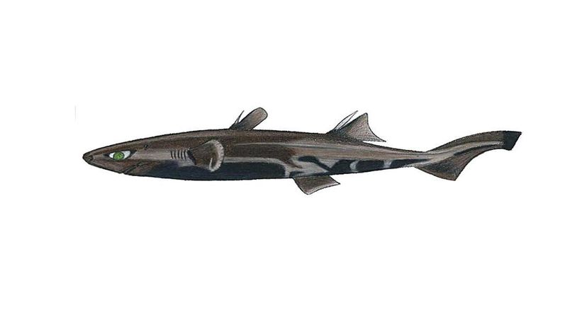 Dwarf lanternshark