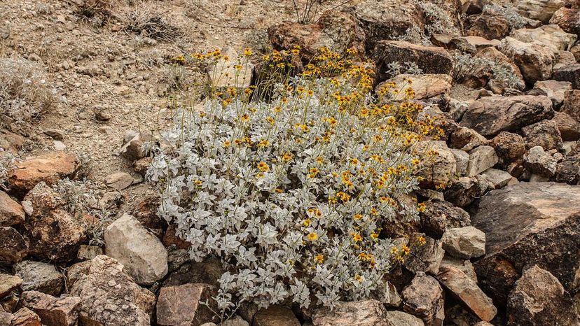 Brittlebush