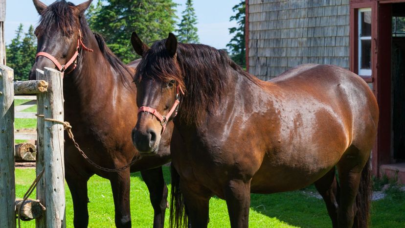 Canadian Horse