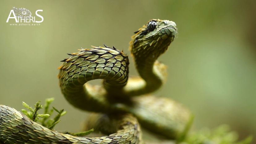 Prickly bush viper