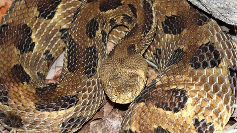 Este quiz de identificação de cobras venenosas é realmente difícil