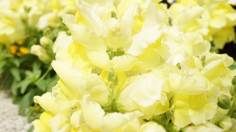 Snapdragon