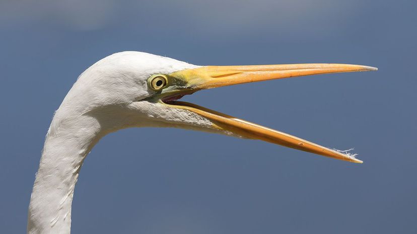 Egrets