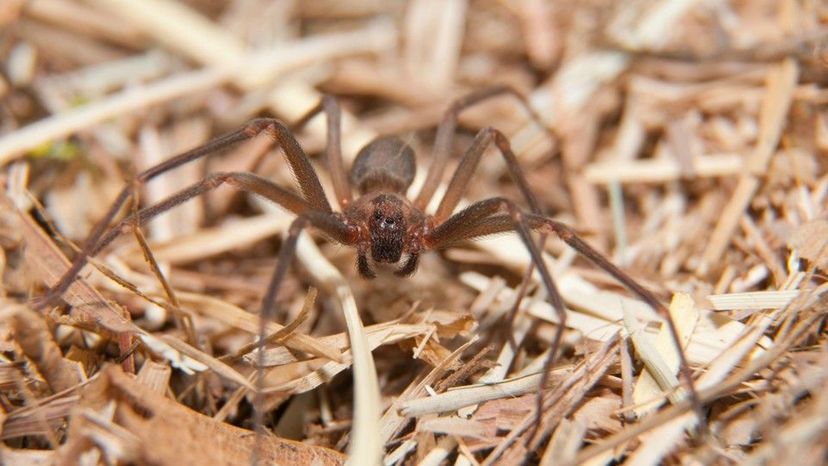 Chilean Recluse Spider