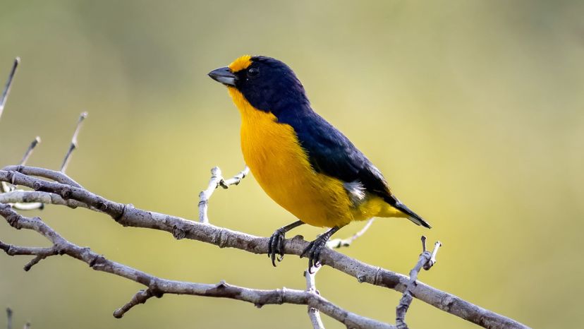 Violaceous Euphonia