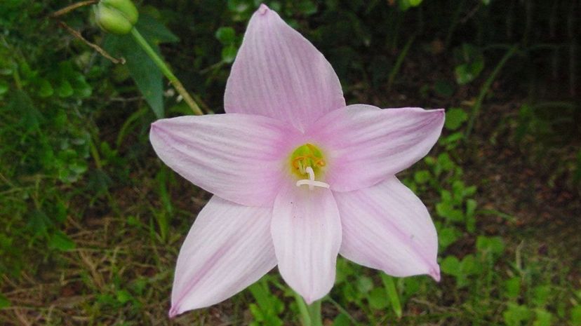 Argentine rain lily