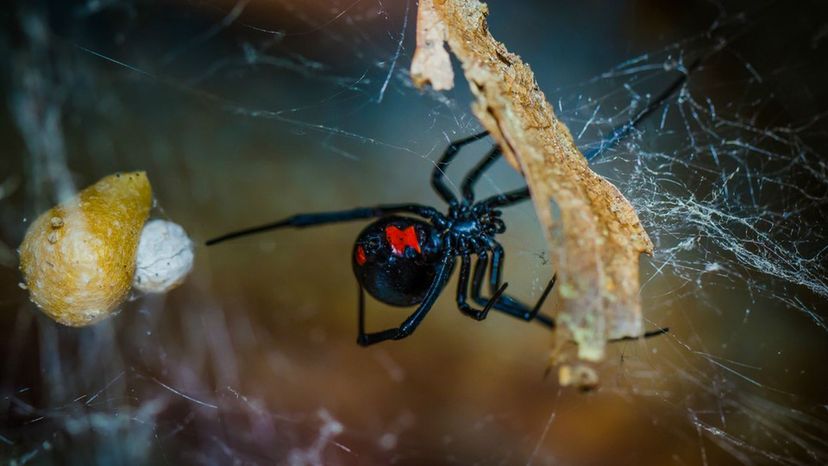 Black Widow Spider