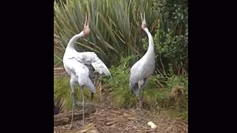 Brolga Cranes