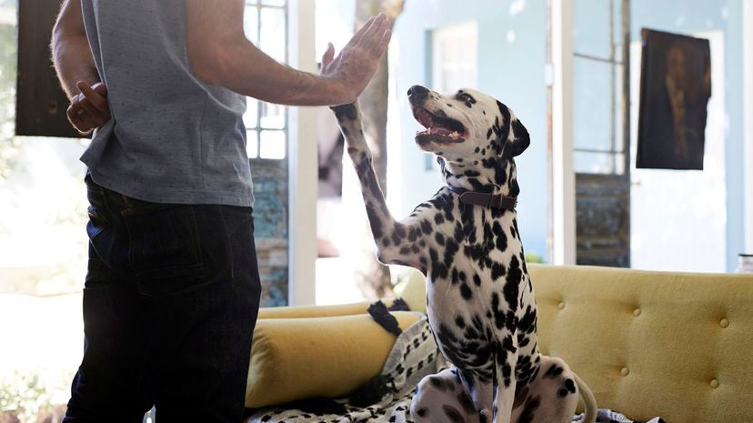 Man doing high five with his Dalmatian dog