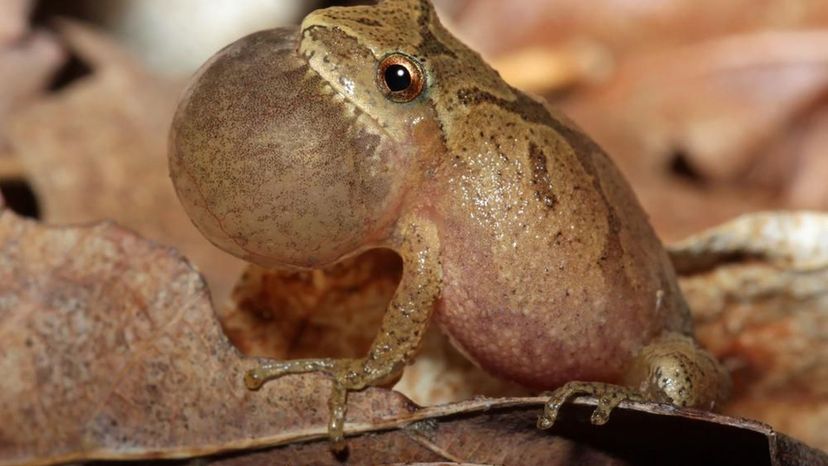 Spring peeper