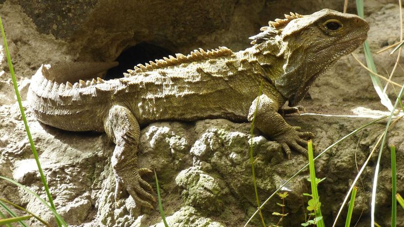 Tuatara