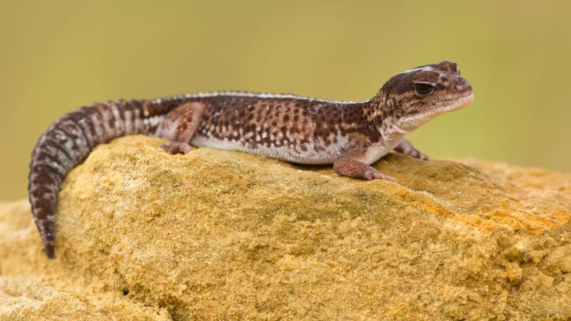 African fat-tailed gecko