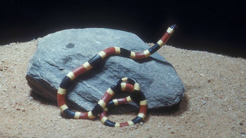 Western coral snake