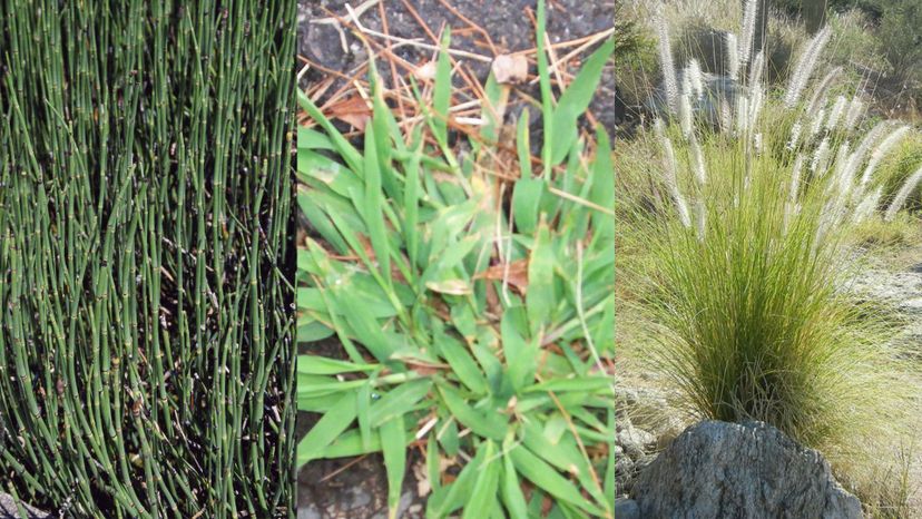 Can You Identify These Grasses from an Image?