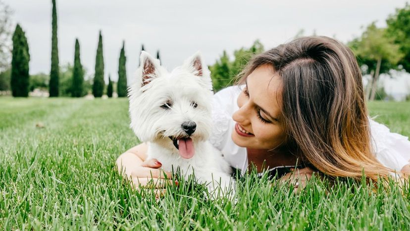 Build a Dream Home and We'll Reveal Your Ideal Dog Breed