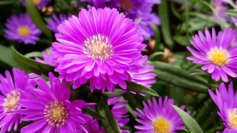 aster