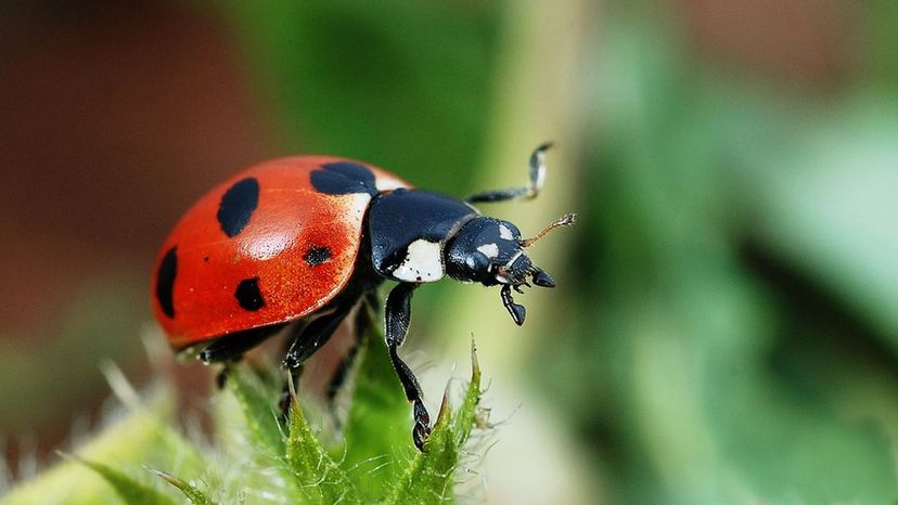 Ladybug