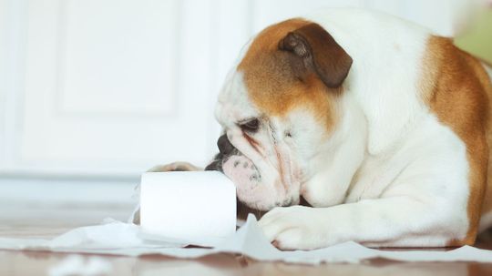 On a Scale of 1—10, How Much of a "Good Boy or Girl" Is Your Dog?