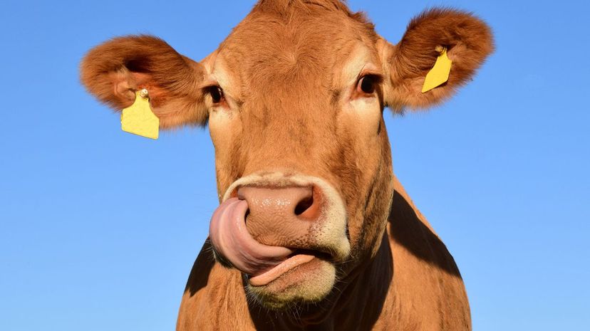 Cow Tongue