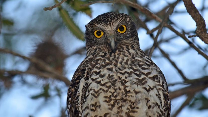 Powerful Owl