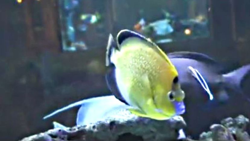 Goldspotted Angelfish