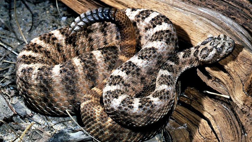 Tiger Rattlesnake