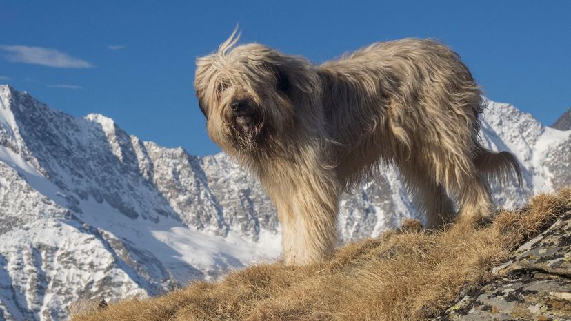 22 Briard GettyImages-599446059