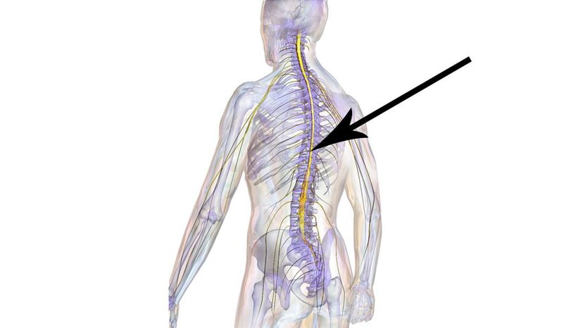 Spinal cord