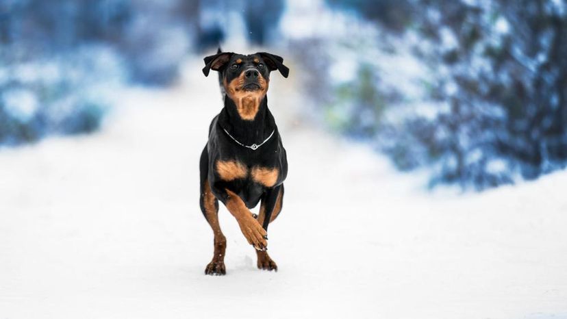 German Pinscher