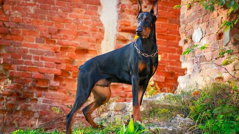 Doberman Pinscher