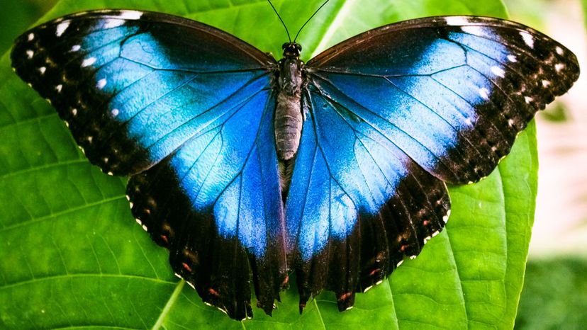 Blue Morpho butterfly