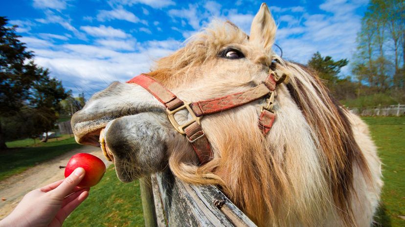 Feeding horse