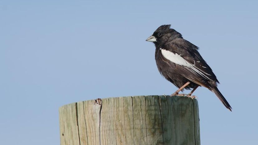 Lark Bunting