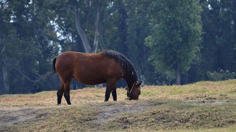 Azteca Horse