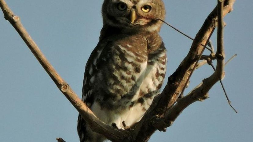 Forest owlet