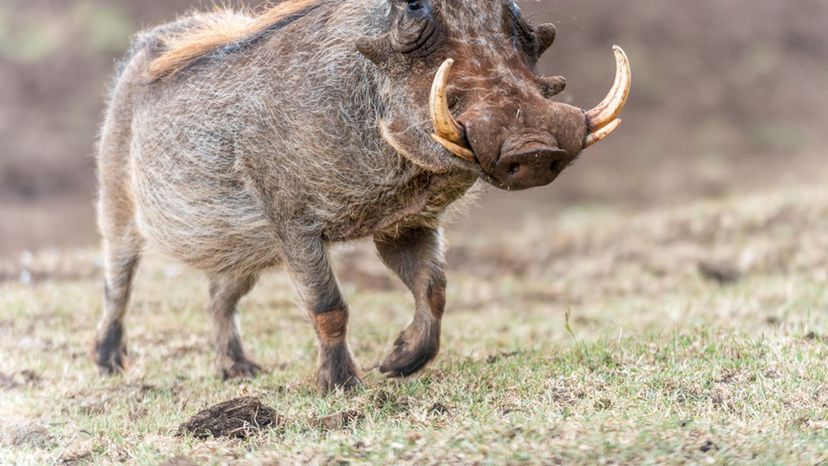 Warthog