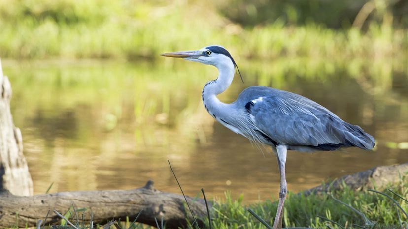 Grey Heron