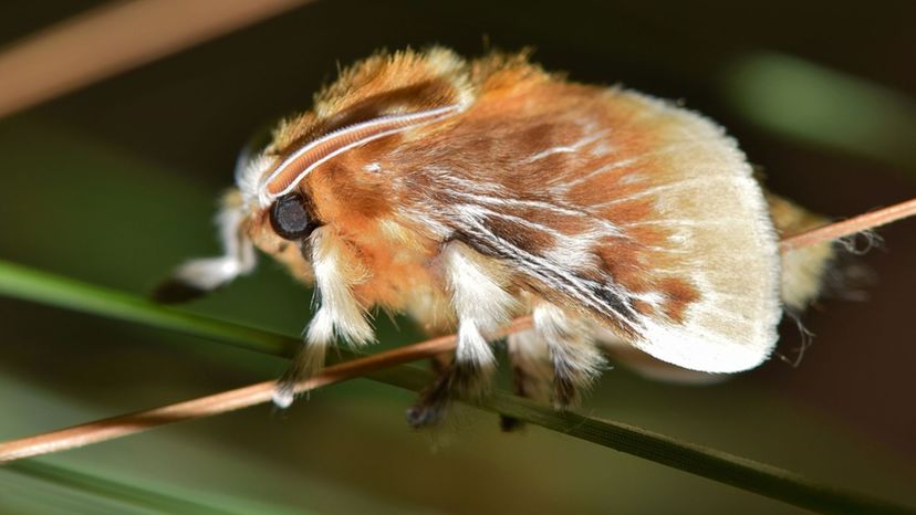 Southern Flannel Moth