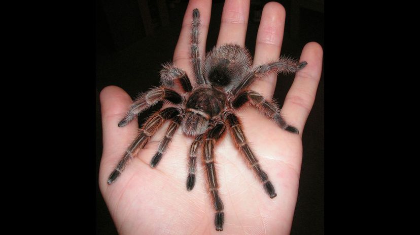 26 Rose Haired Tarantula